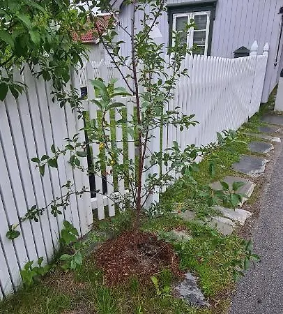 Sjarmerende, Sentralt Lite Byhus Appartement Kongsberg